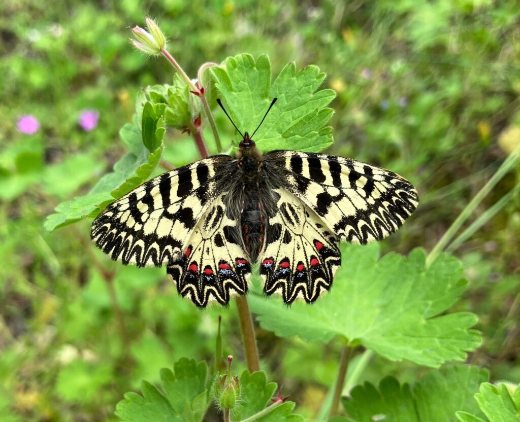 La farfalla che visse cent’anni, iniziativa aperta alla cittadinanza per riscoprire la biodiversità