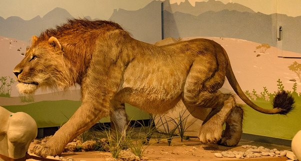 Scoperta in Basilicata la più antica testimonianza del leone delle caverne in Europa meridionale