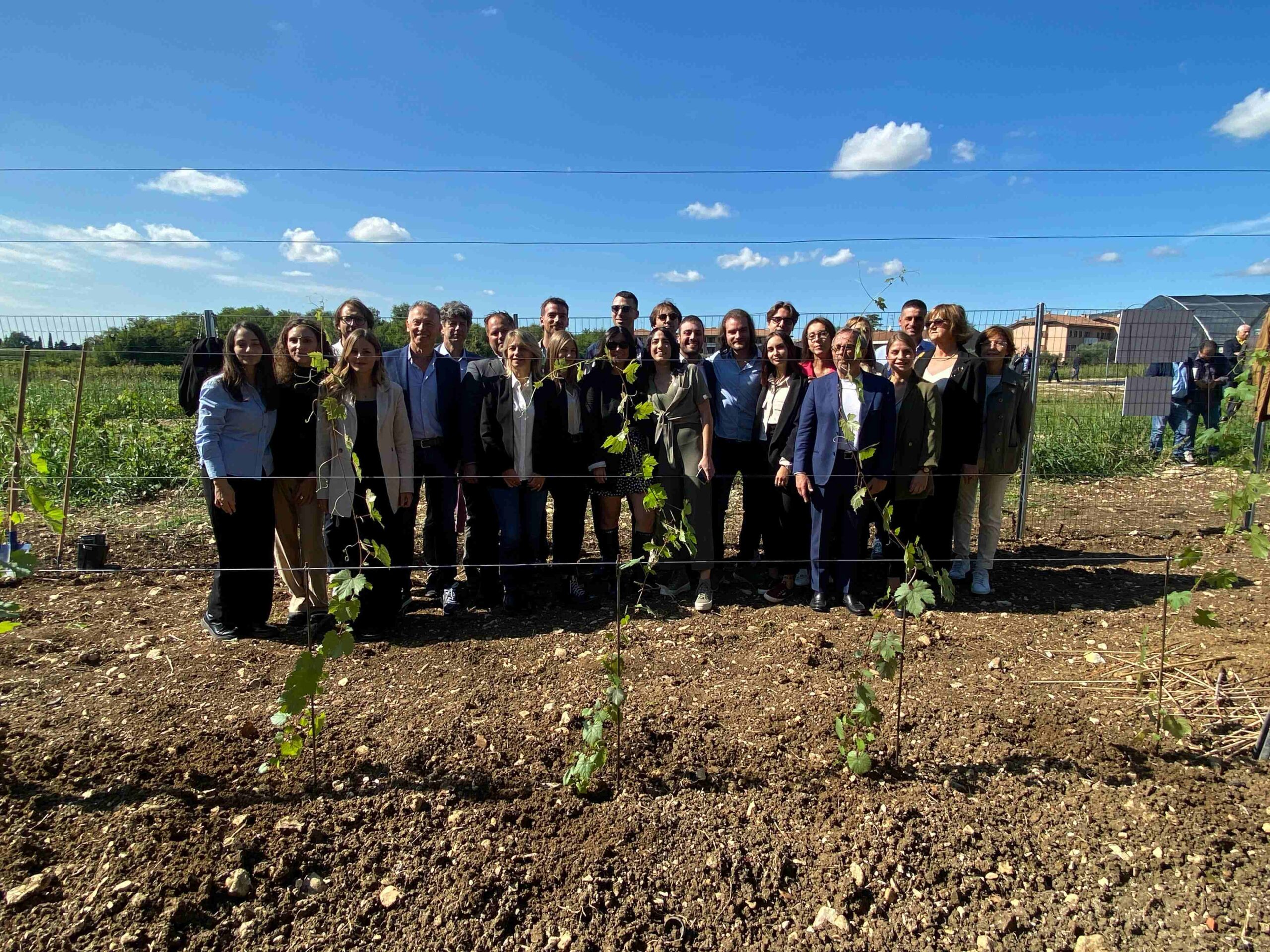 Piante di vite Chardonnay realizzate con Tecnologie di evoluzione assistita (Tea)