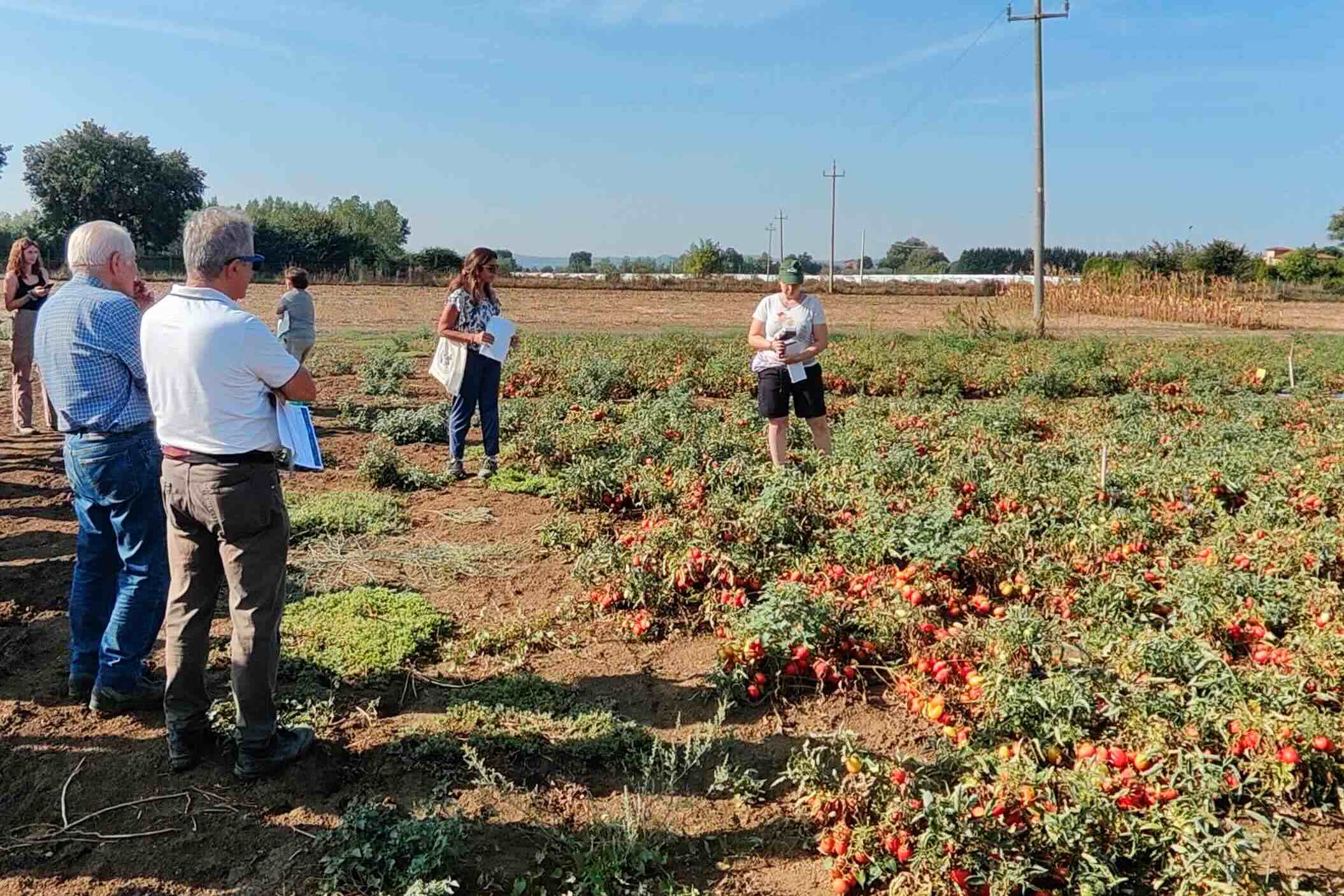 Coltivazione sostenibile di pomodoro e olivo per ridurre l’inquinamento e salvare il Mediterraneo