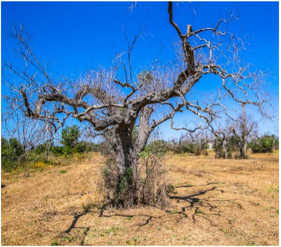 “Identificata una molecola di origine naturale in grado di limitare la diffusione della Xylella: lo studio del team Unicam”