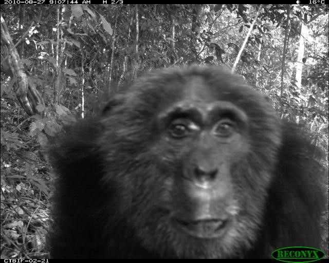 Meno mammiferi nelle foreste tropicali: ricerca internazionale a cura dell’Università di Firenze fotografa la responsabilità dell’uomo